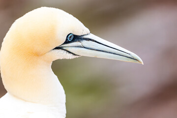 gannets on Helgoland