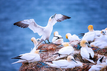 gannets on Helgoland