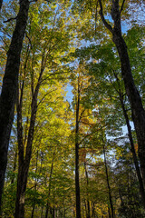 Fall canopy in Dundas Valley Conservation Area trail with red, yellow and green leaves glowing in the sun in middle autumn season.