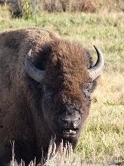 american bison buffalo