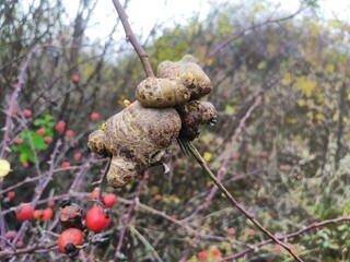 Rose bedeguar gall growth on branch in autumn