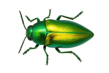 Jewel beetle displaying vibrant iridescent green and golden colors on its shell, entomology specimen on a transparent background