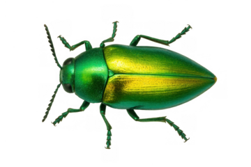 Jewel beetle displaying vibrant iridescent green and golden colors on its shell, entomology specimen on a transparent background