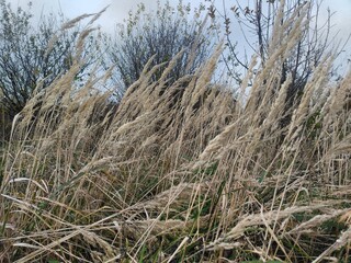 Fototapeta premium Dry grass blowing in wind during autumn