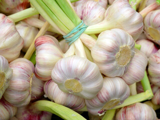 Young garlic. Heads in bunches. Natural antibiotic. Organic food from Polish.