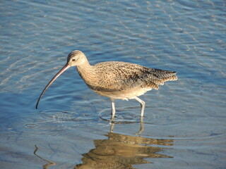 A stilt sandpiper patrols the shallows near the shore