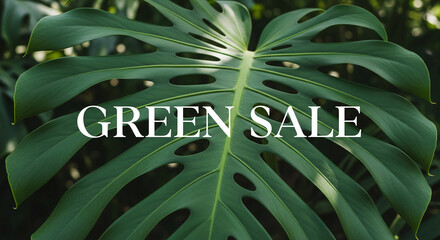 Close-up of a large, green Monstera leaf with prominent veins, symbolizing nature, growth, and tropical environment, representing a sale concept