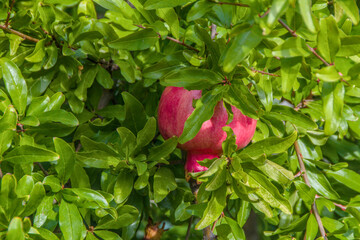Ripe pomegranate on a tree in September in southern Croatia