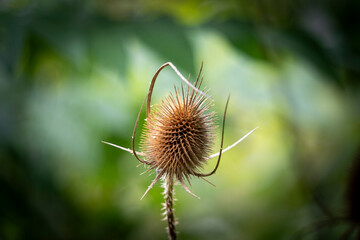 Beauté sauvage en silence