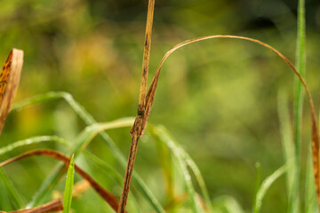 Sous la pluie, les herbes sont en gros plan.