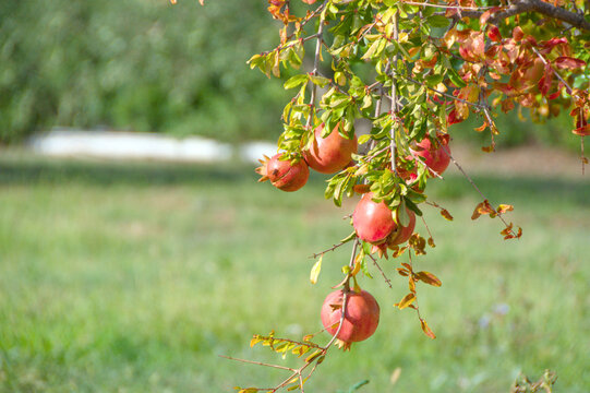 Branch with ripe pomegranates on a tree in September in southern Croatia
