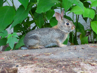 baby bunny on a log