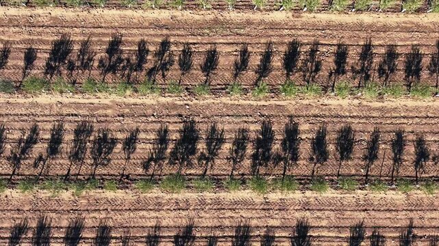 Olivos con marco de plantaci&oacute;n en l&iacute;nea para producci&oacute;n intensiva