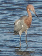 A reddish egret watches for movement to strike