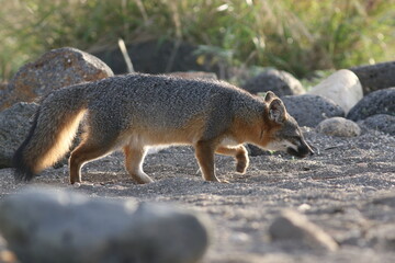 Backlit Island Fox