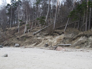 Eroded Coastal Slope with Leaning Trees by a Sandy Beach
