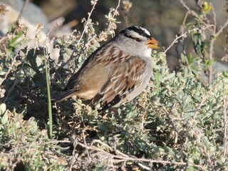 A white crowned sparrow eating seeds in the marshland.