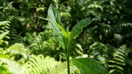 Cool plant leaf background. Photo taken in the forest. Nature Theme. Perfect for documentaries about tropical rainforests and World Environment Day on June 5th.

