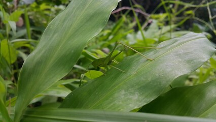 The phaneroptera falcata grasshopper (mecopoda nipponensis) perches on a green plant leaf. Photo shot on the mountain. World Wildlife Conservation Day on December 4th. Shot in a tropical rainforest.
