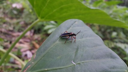 Peirates hybridus is a species of species in the family Reduviidae. Peirates hybridus, Ectomocoris ornatus sightings, Raglius alboacuminatus