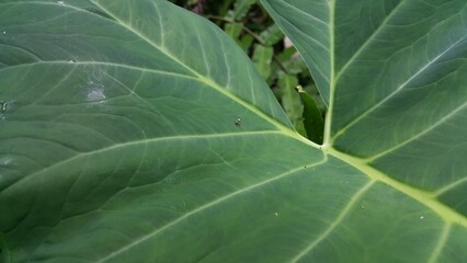 Small spiders perched on taro leaves. jumping Spider. World Wildlife Conservation Day on December...