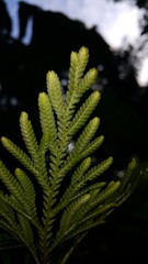 Textured plant leaves background. Photo shot in the forest. Perfect for documentaries about tropical rainforests and World Nature Conservation Day on July 28th.