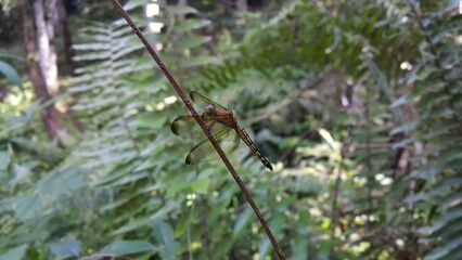 Dragonfly (Odonata : Anisoptera) perched on plant stems. World Environment Day on June 5th. World Wildlife Conservation Day on December 4th. World Nature Conservation Day on July 28th.