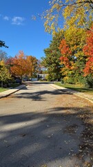 A bright, sunny autumn scene of a quiet residential street. The trees along both sides of the road are full of fall leaves in shades of yellow, orange, red, and green