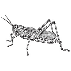Black and white engraving style illustration of a detailed grasshopper or locust, showing its anatomy, profile view, and natural habitat on a blade of grass, perfect for biological, educational, and e