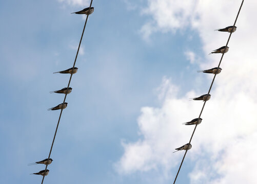 Swift martlet birds perching on wires over sky - Powered by Adobe
