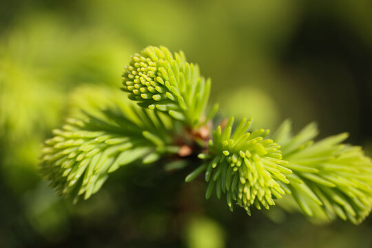 Pine or spruce tree branch with new cones - Powered by Adobe
