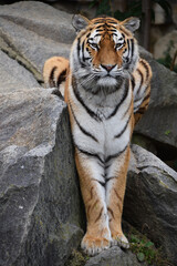 Full length portrait of Siberian Amur tiger