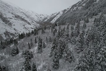 Wintery Snowscapes in Provo Canyon, Utah. Snowy tress, steep cliffs and rocky canyons.