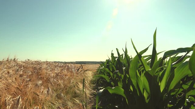 Harvesting golden corn in a lush field during late summer in the countryside for sustainable farming practices