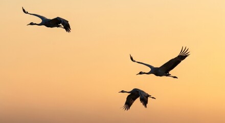 Naklejka premium Silhouetted cranes in flight, golden sunrise