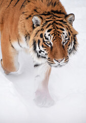 Close up portrait of Siberian tiger in winter snow