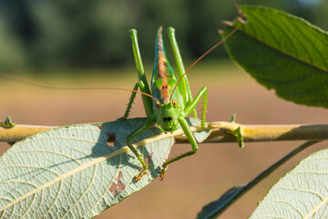 Portrait of a grasshopper on a small branch with a leaf