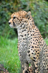 Close up profile portrait of cheetah
