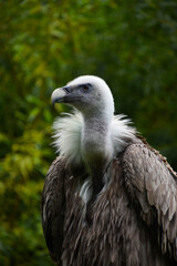 Close up profile portrait of griffon vulture