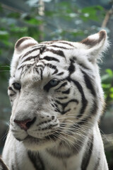 White tiger gazing alertly in wild nature environment