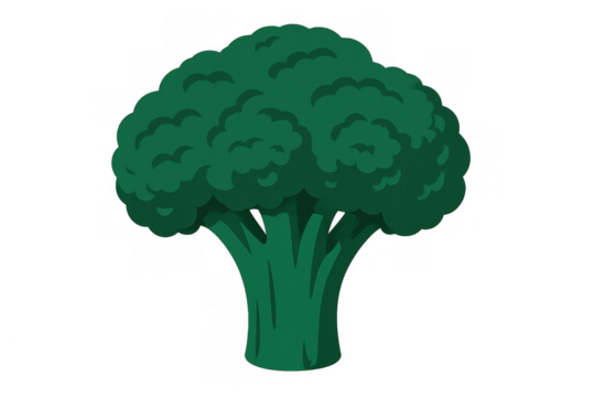 Broccoli floret illustration presenting a healthy green vegetable often used in diet plans, with a transparent background