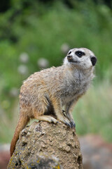 Close up portrait of meerkat looking away