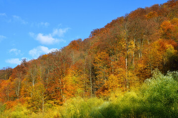 Autumn hillside forest with vibrant fall foliage colors
