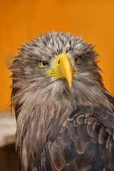Close up front portrait of white tailed eagle