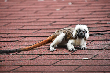 Cotton top tamarin sitting on rooftop
