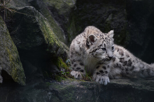 Full length portrait of snow leopard cub on rocks