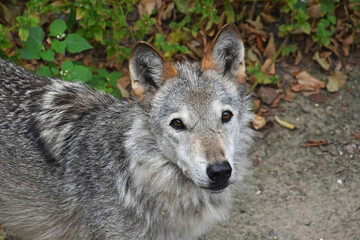 Gray wolf looking up in autumn forest