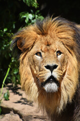 Close up portrait of lion looking up at camera