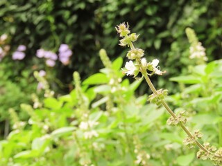 Fototapeta premium Closeup of basil flowers on a garden. Herbs on a garden.