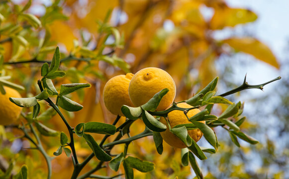 Poncirus trifoliata fruit growing on thorny branches in autumn